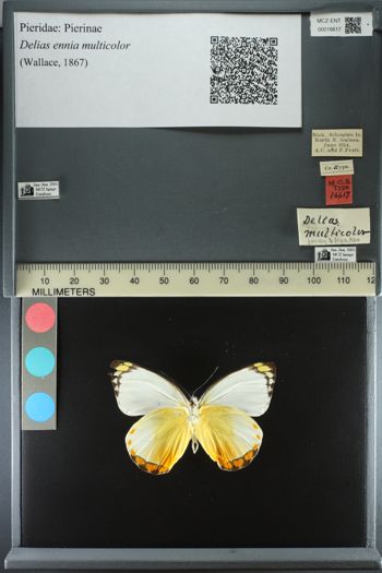 Media type: image;   Entomology 16617